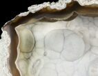 Unique, Agatized Fossil Coral Geode - Florida #57708-2